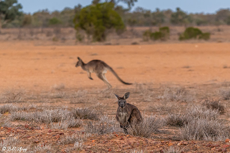 Western Grey Kangaroo, Bowra Reserve, Cunnamulla, Australia, Photos by Bill Klipp