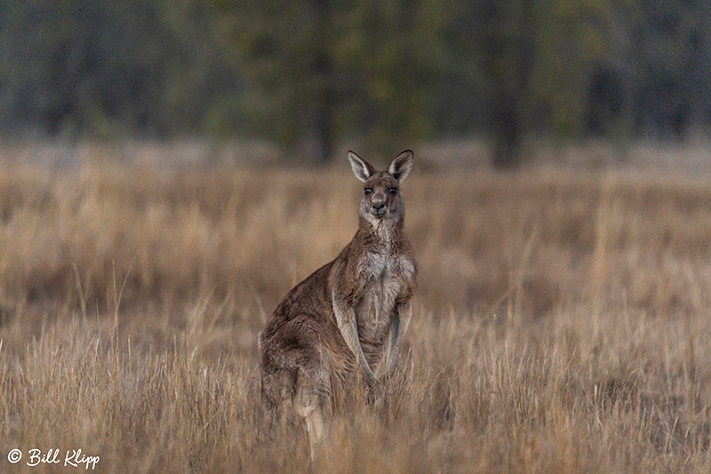 Eastern Grey Kangaroo, Broadwater Lake, Dalby, Australia, Photos by Bill Klipp