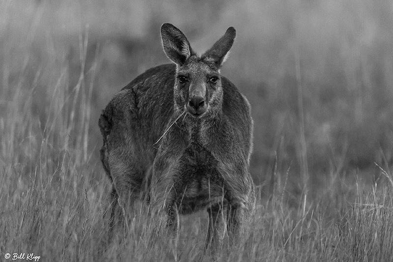 Eastern Grey Kangaroo, Broadwater Lake, Dalby, Australia, Photos by Bill Klipp