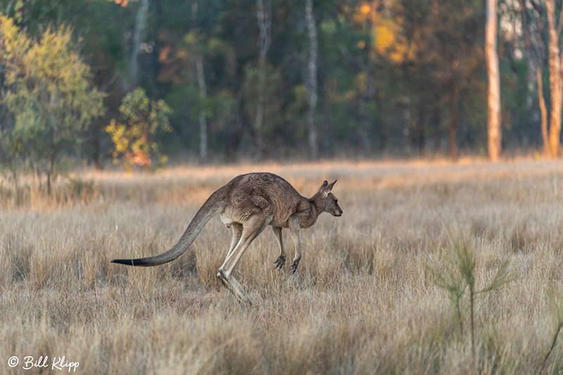 Eastern Grey Kangaroo, Broadwater Lake, Dalby, Australia, Photos by Bill Klipp