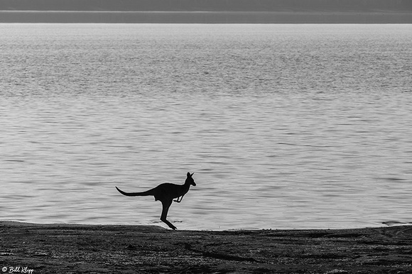 Eastern Grey Kangaroo, Broadwater Lake, Dalby, Australia, Photos by Bill Klipp