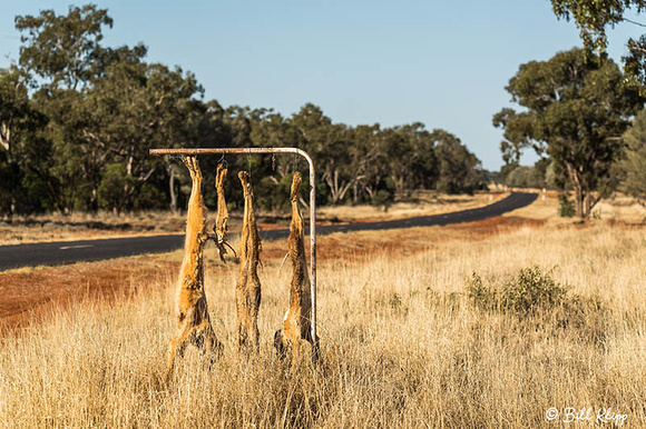 Dingo, Goondiwindi, Australia, Photos by Bill Klipp