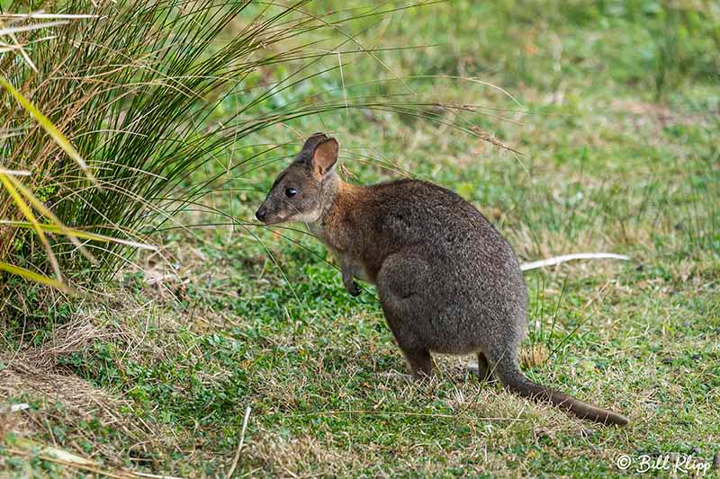 Red-Necked_Pademelon, O'Reillys, Lamington National Park, Australia, Photos by Bill Klipp