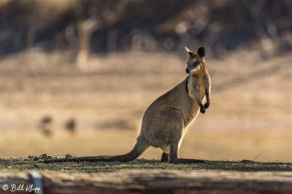 Pretty Faced Kangaroo / Whiptailed Wallaby, Goondiwindi, Australia, Photos by Bill Klipp