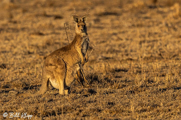 Eastern Grey Kangaroo, Goondiwindi Australia, Photos by Bill Klipp
