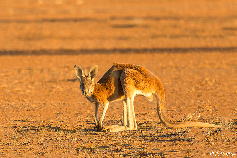 Red Kangaroo, Goondiwindi, Australia, Photos by Bill Klipp