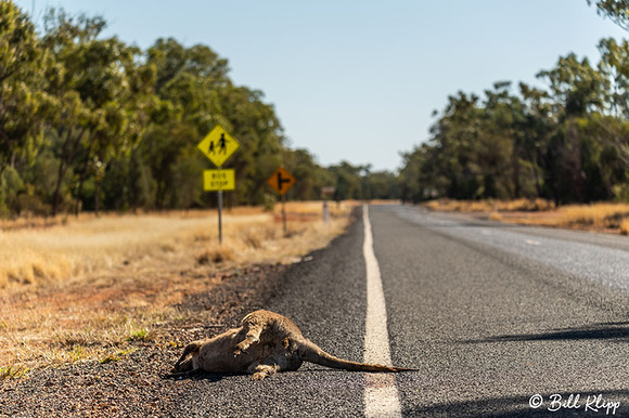 Road Kill Kangaroo, Goondiwindi, Australia, Photos by Bill Klipp