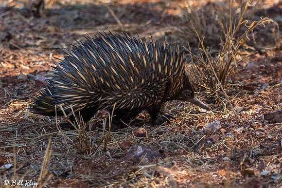 Short-beaked Echida, Goondiwindi, Australia, Photos by Bill Klipp