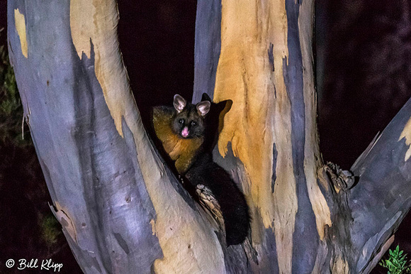 Brush Possum, Inala Nature Lodge, Bruny Island, Tasmania, Australia, Photos by Bill Klipp
