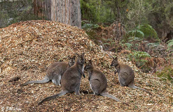 Swamp Wallaby, Inala Nature Lodge, Bruny Island, Tasmania, Australia, Photos by Bill Klipp