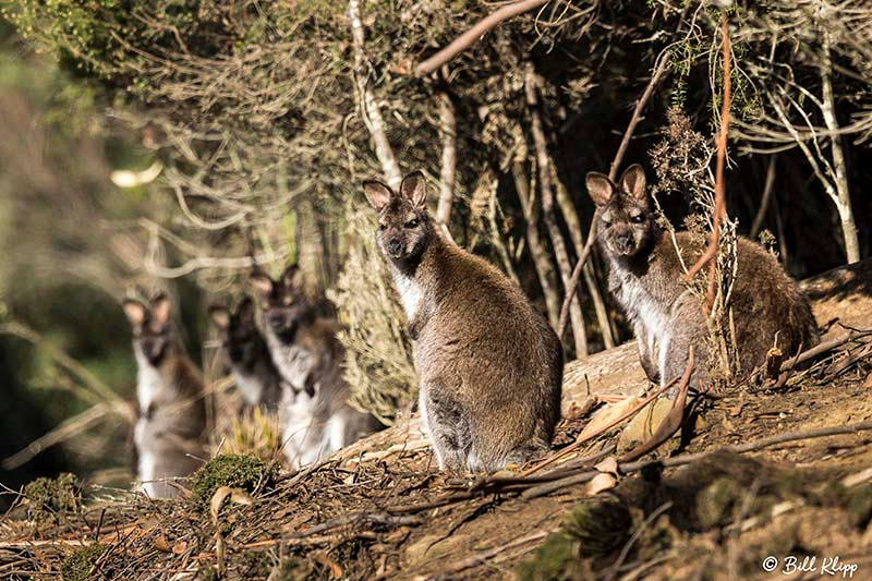 Swamp Wallaby, Adventure Bay, Bruny Island, Tasmania, Australia, Photos by Bill Klipp