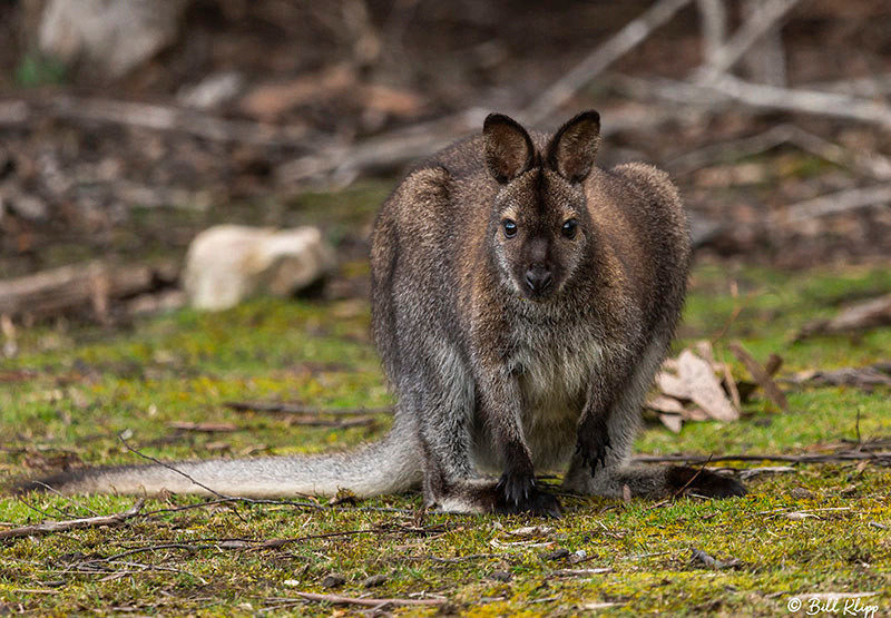 Swamp Wallaby, Bruny Island, Tasmania, Australia, Photos by Bill Klipp