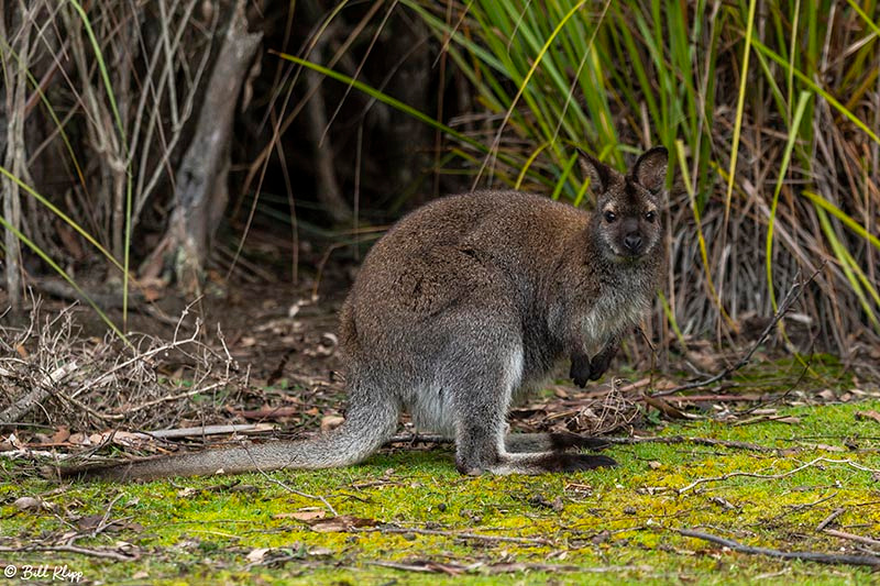 Swamp Wallaby, Bruny Island, Tasmania, Australia, Photos by Bill Klipp