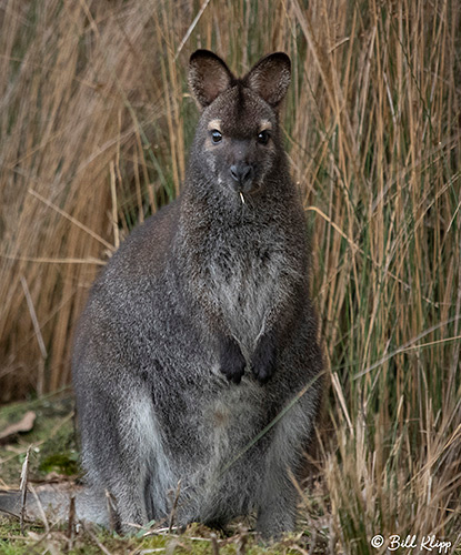 Swamp Wallaby, Bruny Island, Tasmania, Australia, Photos by Bill Klipp