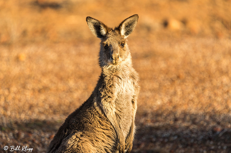 Western Grey Kangaroo, Goondiwindi, Australia, Photos by Bill Klipp