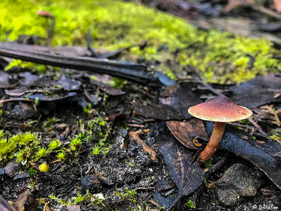 Mushrooms, Fungi, Inala Nature Lodge, Bruny Island, Tasmania, Australia, Photos by Bill Klipp