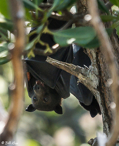 Flying Fox, / Bats, Lizard Island, Great Barrier Reef, Australia, Photos by Bill Klipp