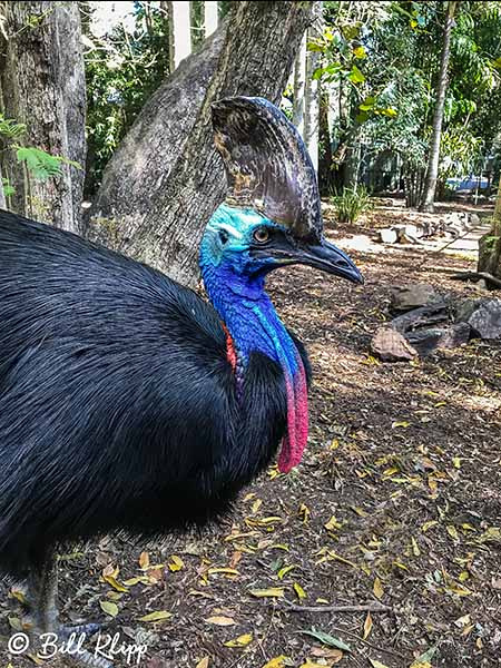 Southern Cassowary, Lone Pine Koala Sanctuary, Brisbane Australia, Photos by Bill Klipp