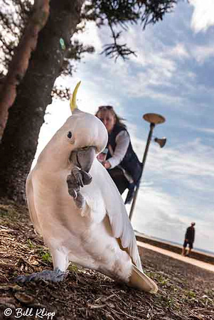 Sulphur-Crested Cockatoo, Manly Beach, Sydney, Australia, Photos by Bill Klipp