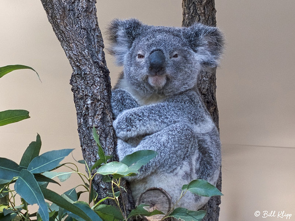 Koala Bear, Lone Pine Koala Sanctuary, Brisbane Australia, Photos by Bill Klipp
