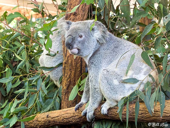 Koala Bear, Lone Pine Koala Sanctuary, Brisbane Australia, Photos by Bill Klipp