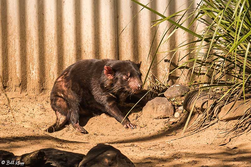 Tasmanian Devil, Lone Pine Koala Sanctuary, Brisbane Australia,