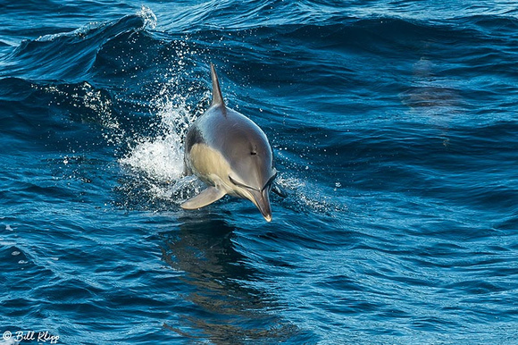 Common Dolphin, Sydney Harbor Australia, Photos by Bill Klipp