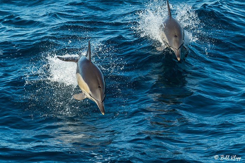 Common Dolphin, Sydney Harbor Australia, Photos by Bill Klipp