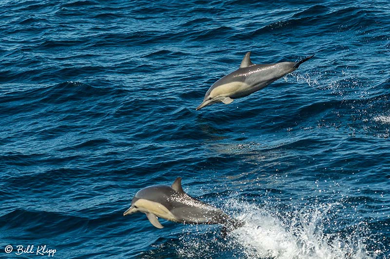 Common Dolphin, Sydney Harbor Australia, Photos by Bill Klipp