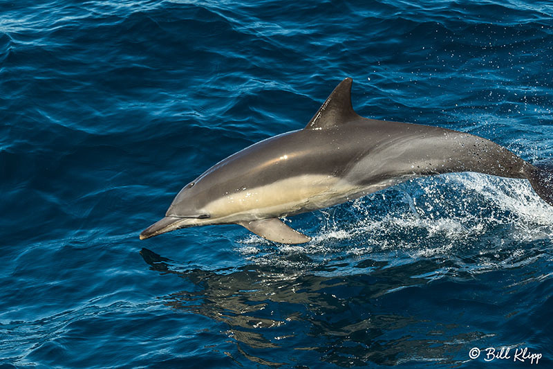 Common Dolphin, Sydney Harbor Australia, Photos by Bill Klipp