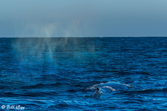Humpback Whale, Sydney Harbor Australia, Photos by Bill Klipp
