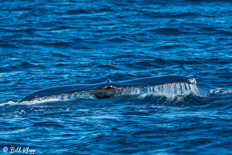 Humpback Whale, Sydney Harbor Australia, Photos by Bill Klipp