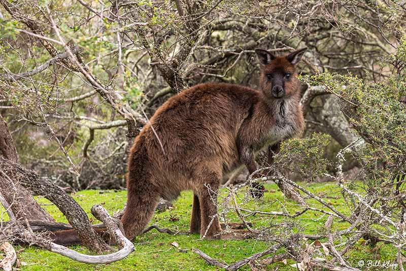 Kangaroo, Kangaroo Island, Southern Ocean Lodge, Australia, Photos by Bill Klipp