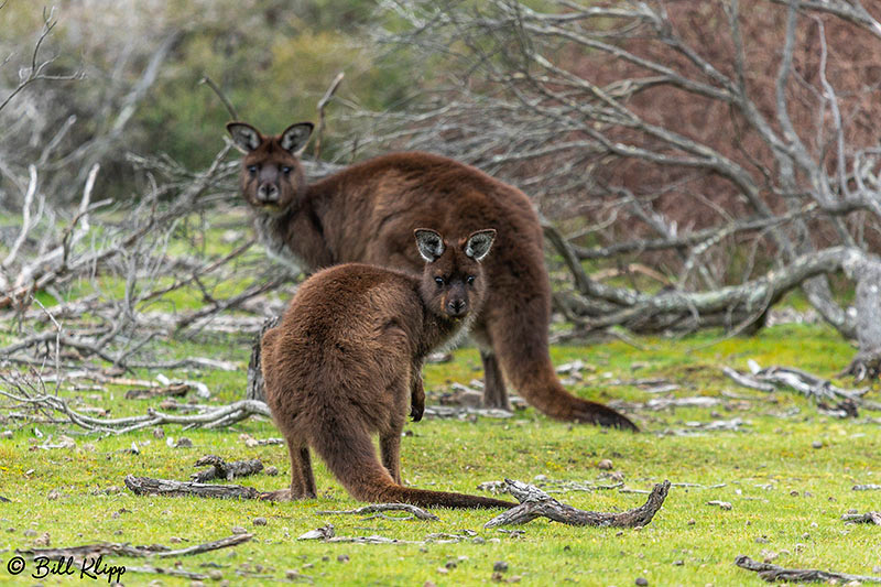 Kangaroo, Kangaroo Island, Southern Ocean Lodge, Australia, Photos by Bill Klipp