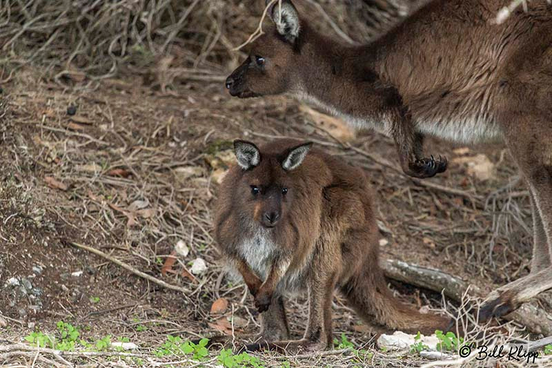 Kangaroo, Kangaroo Island, Southern Ocean Lodge, Australia, Photos by Bill Klipp