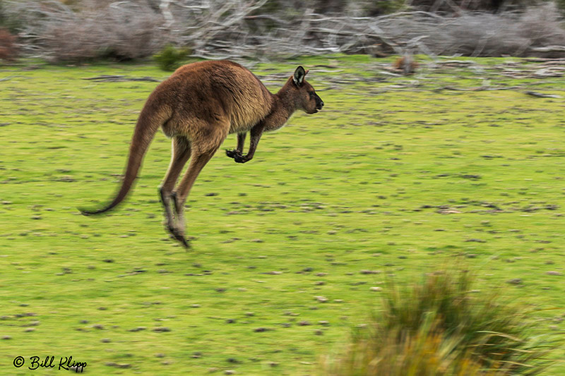 Kangaroo, Kangaroo Island, Southern Ocean Lodge, Australia, Photos by Bill Klipp