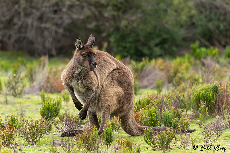 Kangaroo, Kangaroo Island, Southern Ocean Lodge, Australia, Photos by Bill Klipp