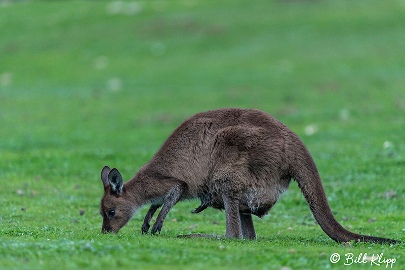 Kangaroo, Kangaroo Island, Southern Ocean Lodge, Australia, Photos by Bill Klipp