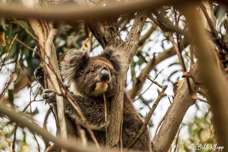 Koala Bear, Kangaroo Island, Southern Ocean Lodge, Australia, Photos by Bill Klipp