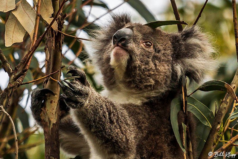 Koala Bear, Kangaroo Island, Southern Ocean Lodge, Australia, Photos by Bill Klipp