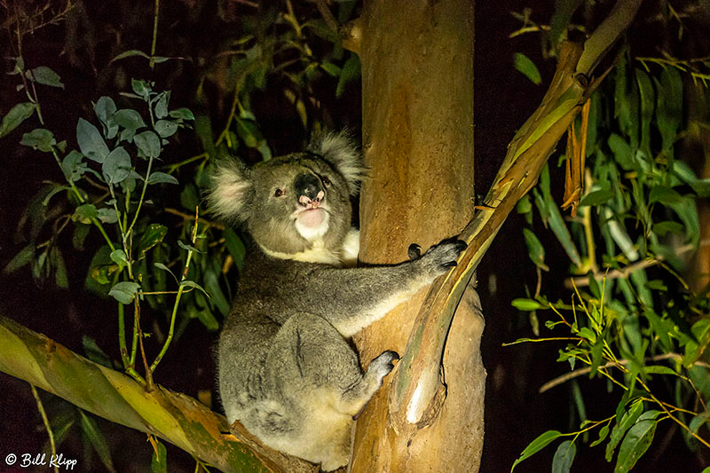 Koala Bear, Kangaroo Island, Southern Ocean Lodge, Australia, Photos by Bill Klipp