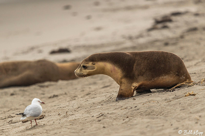 Australian Sea Lions, Seal Bay, Kangaroo Island, Southern Ocean Lodge, Australia, Photos by Bill Klipp