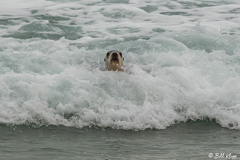 Australian Sea Lions, Seal Bay, Kangaroo Island, Southern Ocean Lodge, Australia, Photos by Bill Klipp