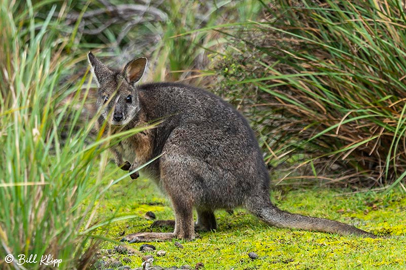 Tammar Wallaby, Kangaroo Island, Southern Ocean Lodge, Australia, Photos by Bill Klipp