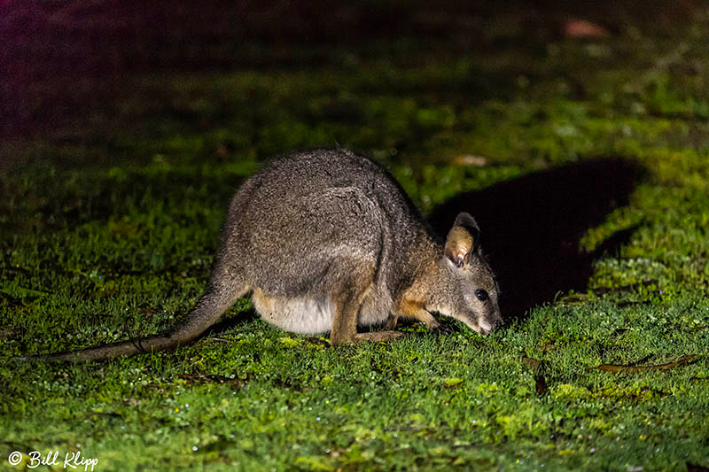 Tammar Wallaby, Kangaroo Island, Southern Ocean Lodge, Australia, Photos by Bill Klipp