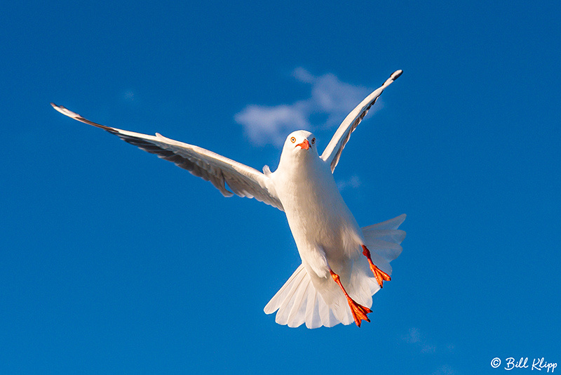 Silver Gull, Sydney Harbor, Australia, Photos by Bill Klipp