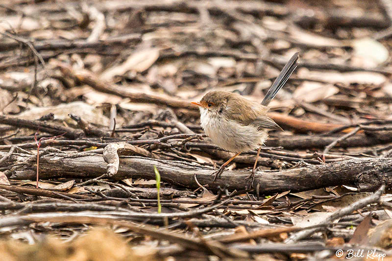 Kangaroo Island, Southern Ocean Lodge, Australia, Photos by Bill