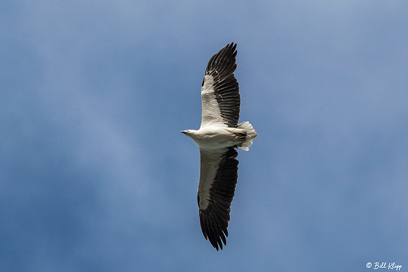 White-Bellied Sea Eagle, Kangaroo Island, Southern Ocean Lodge,