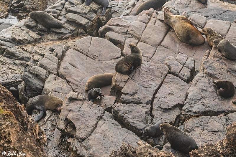 Long-Nosed Fur Seal, Admirals Arch, Kangaroo Island, Southern Oc