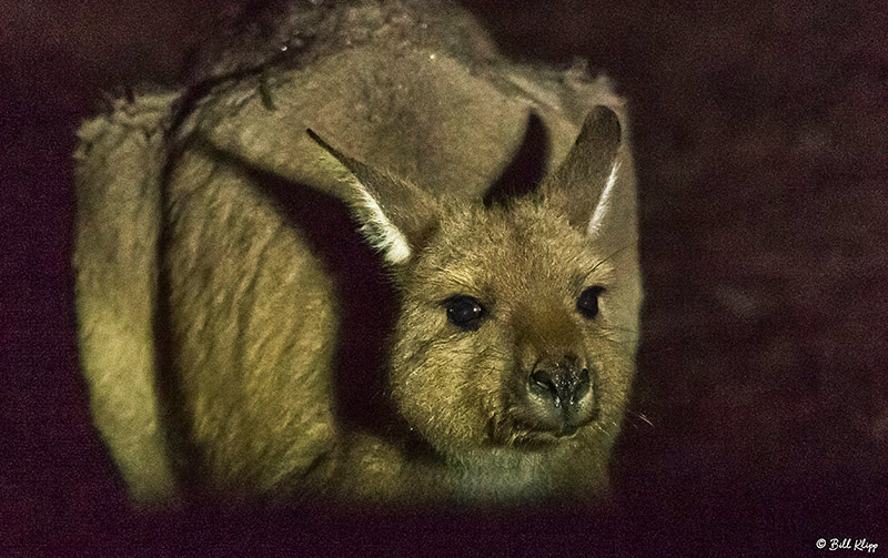 Tammar Wallaby, Kangaroo Island, Southern Ocean Lodge, Australia